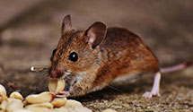 24 Hour & Emergency Exterminators in Lucasville, OH